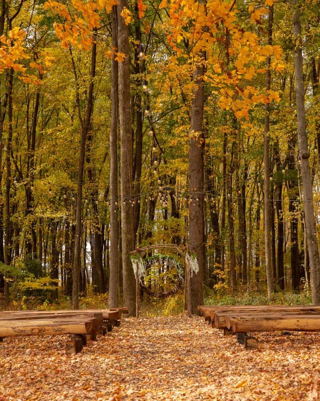 Bench seating in the golden fall forest ceremony space at Highland Oaks